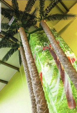 Coconut tree climb